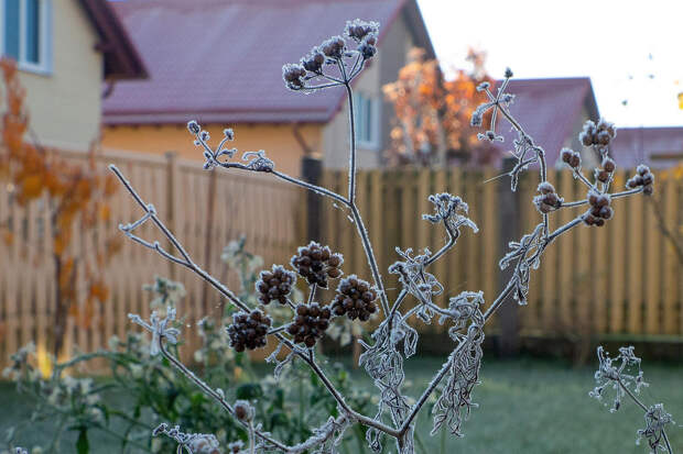 Подмосковье предупредили о заморозках
