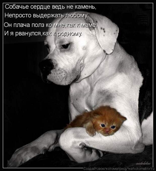 Лучшие котоматрицы недели (50 фото)