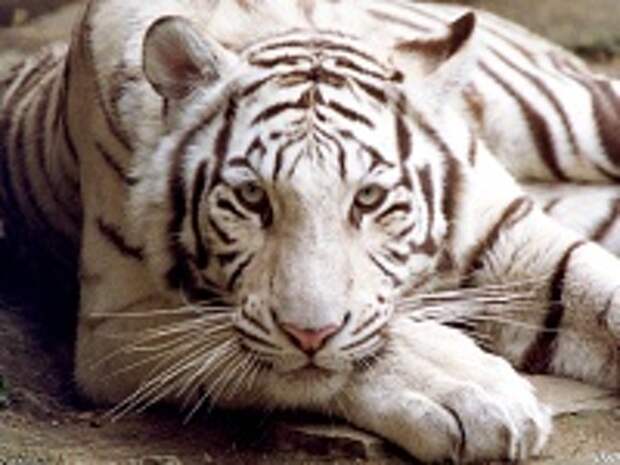 Белые тигры 19