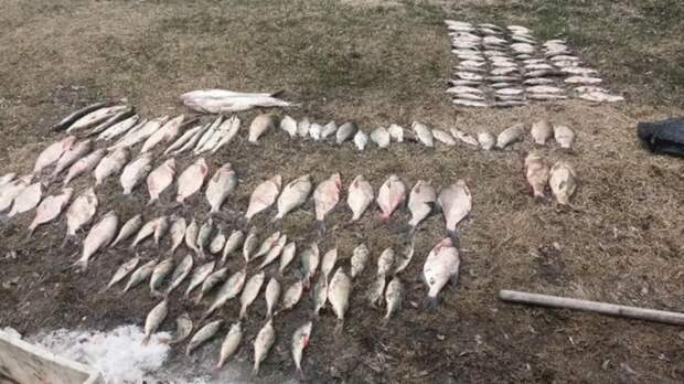 Трое барнаульцев попались на браконьерстве во время нереста