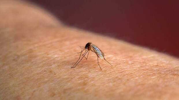 Биолог назвал отличия переносящих чикунгунью комаров