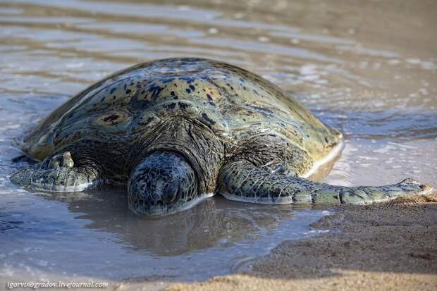 Зеленые морские черепахи из Индонезии