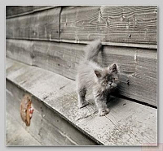 Кошки и Котята 81
