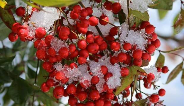 Пятна на снегу: 10 лучших растений для яркого зимнего сада