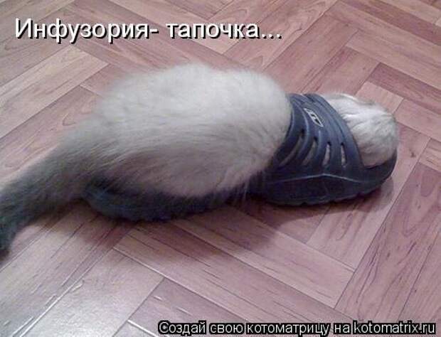 Новогодняя минутка юмора Новогодняя минутка юмора