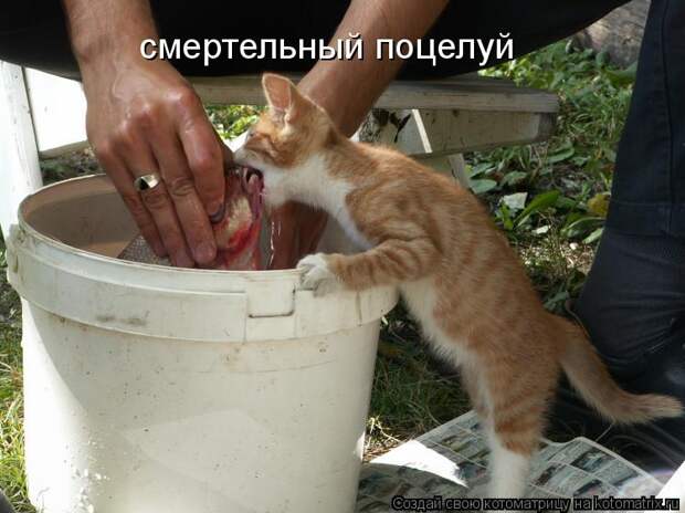 Котоматрица: смертельный поцелуй