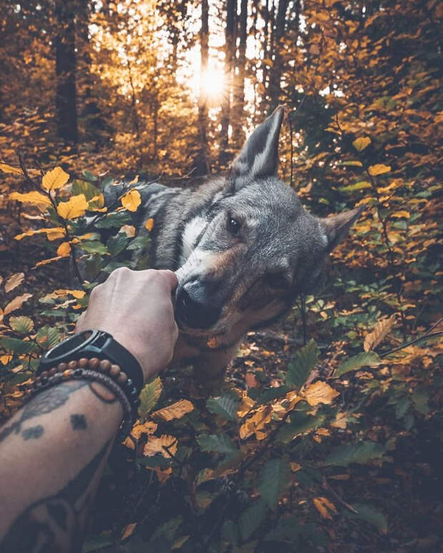 Парень вывел хэштег #FollowMeTo на новый уровень, используя для этого свою собаку Парень вывел хэштег #FollowMeTo на новый уровень, Хонза Регачек, Honza Řeháček, собака по кличке Ситке