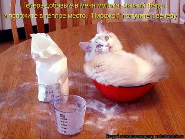 Пятничная котоматрица