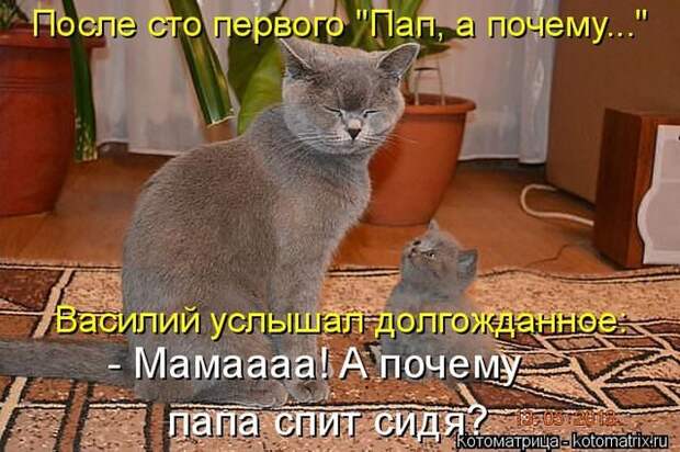 Лучшие котоматрицы недели