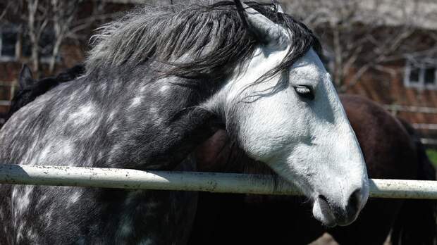 А ты купи коня! Что делать, если ребенок просит подарить ему лошадь