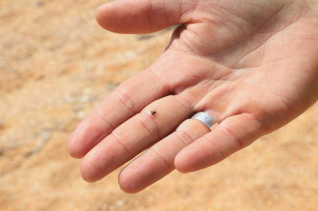 В Крыму заражённость клещей не превышает 3%