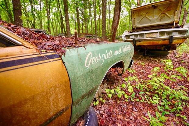 Стоянка старых автомобилей в лесу