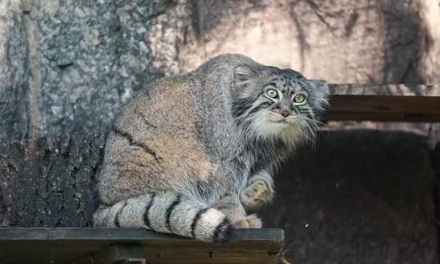 Почему вы не сможете держать манула дома: на это есть три причины