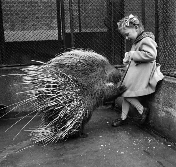 Девочка кормит дикобраза в лондонском зоопарке, 1953 год. история, ретро, фото