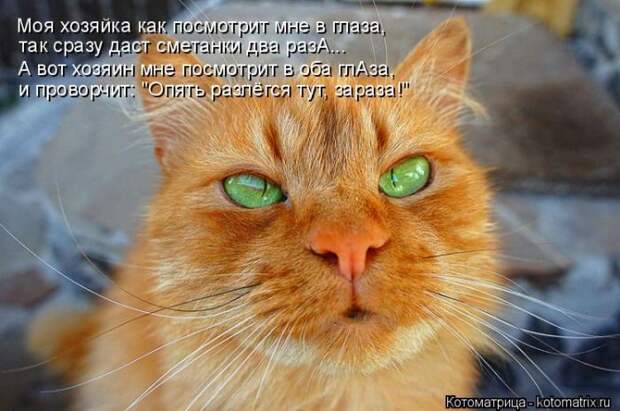 Лучшие котоматрицы недели (50 фото)