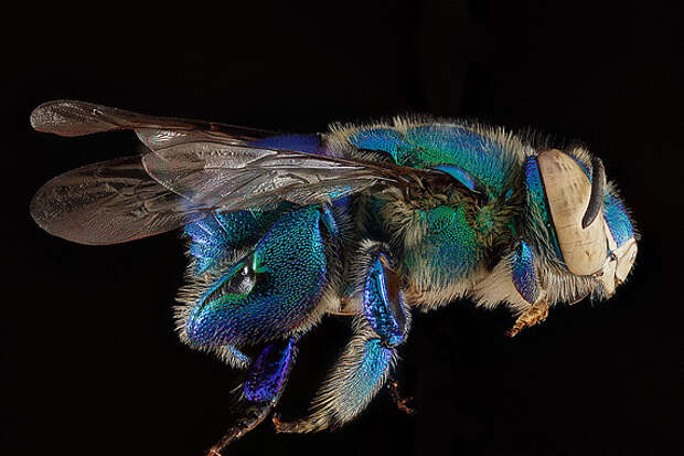 Портреты пчел (10 фото)