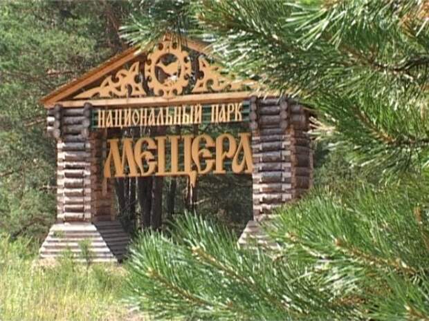В парке «Мещёра» высадят 6030 саженцев, которые купил Путин В парке «Мещёра» высадят 6030 саженцев, которые купил Путин