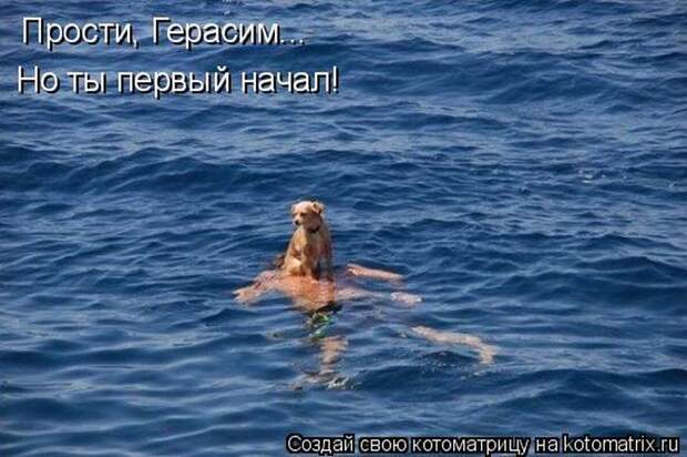 Лучшие котоматрицы недели (50 фото)