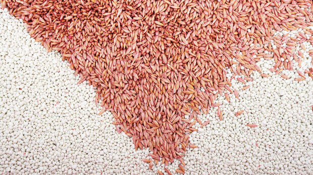 Агроэксперт рассказал, какие культуры пострадают из-за заморозков