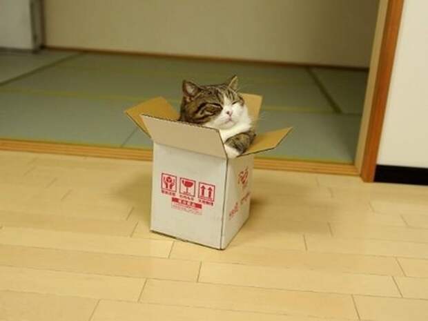 Japan_cat_02