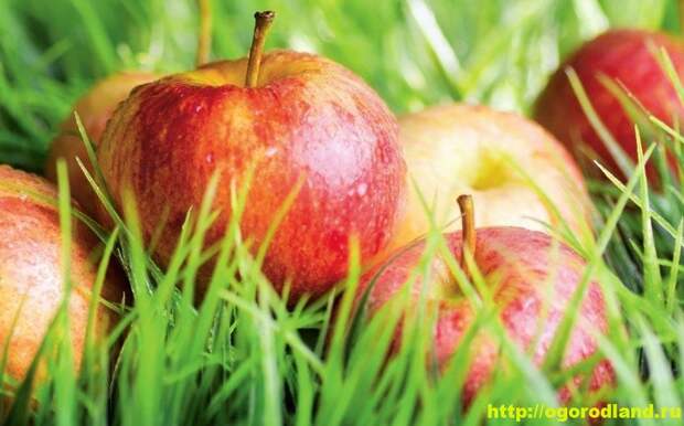 Полезные яблоки. Яблочная диета. Яблоки в народной медицине