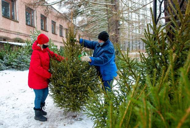 Как правильно выбрать новогоднюю ёлку — советы экологов