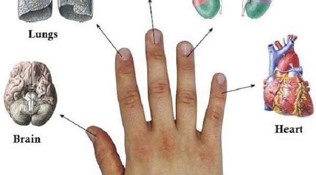 Каждый палец связан с двумя органами: японский метод лечения