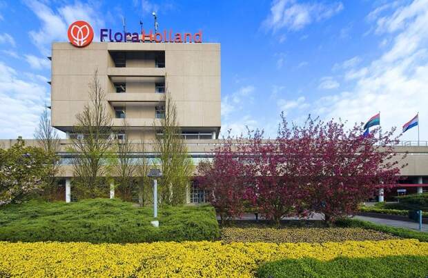 Цветочный аукцион FloraHolland в Голландии (14 фото)