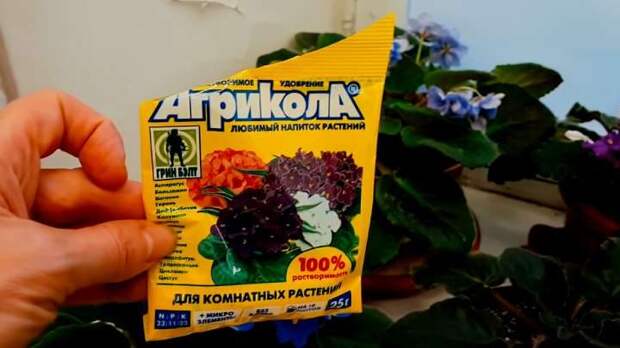 Че подкормить фиалки