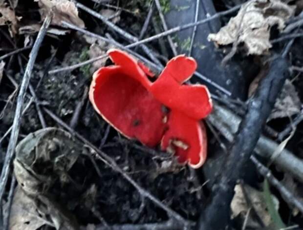 В тульских лесах появились первые весенние грибы — саркосцифа алая