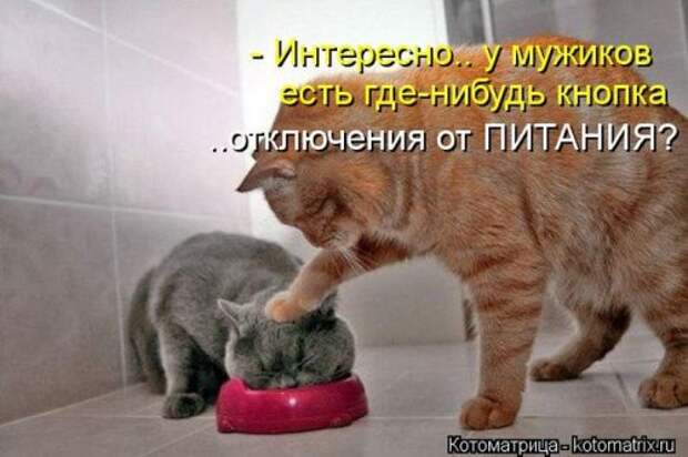 Лучшая котоматрица недели (26 шт)