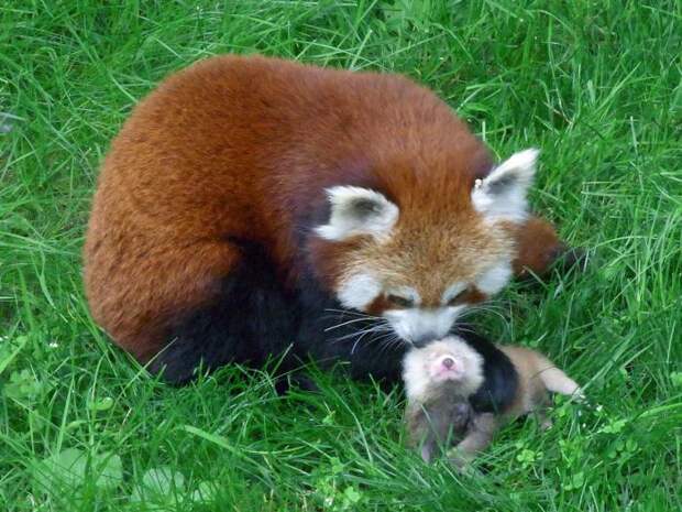 Малая панда рыжая. Рыжая панда в Московском зоопарке
