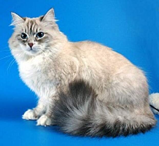 Кошки и Котята 179