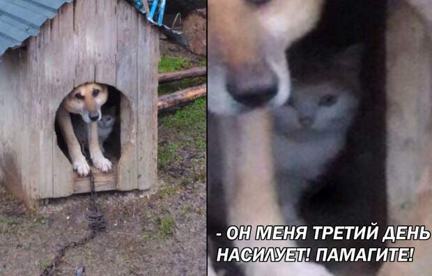 Смешные картинки с надписями для поднятия настроения (11 фото)