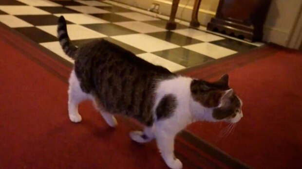 Фото: © Кадр из программы "Добровэфире", РЕН ТВ