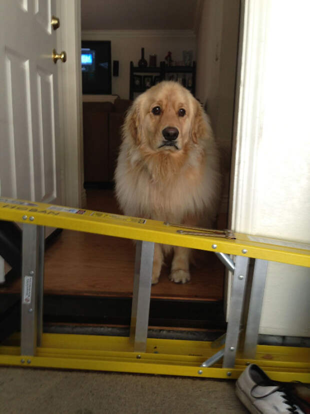 My Golden Retriever Is Too Scared To Jump This Ladder That Is Half The Size Of Him