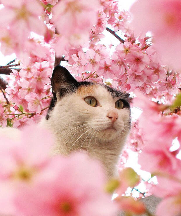 Кот в цветах сакуры. Фото