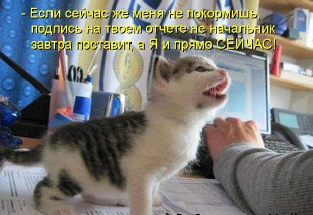 Усатый и хвостатый (котоматрица)