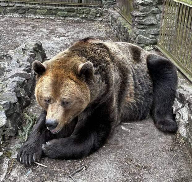 В Ленобласти посетители зоопарка накормили медведя сгущенкой до тошноты