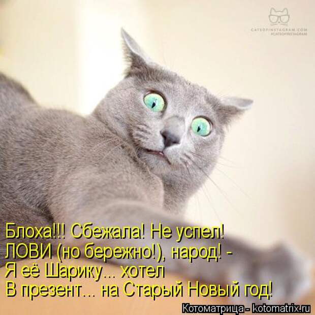 Котоматрица: Блоха!!! Сбежала! Не успел! ЛОВИ (но бережно!), народ! - Я её Шарику... хотел В презент... на Старый Новый год!