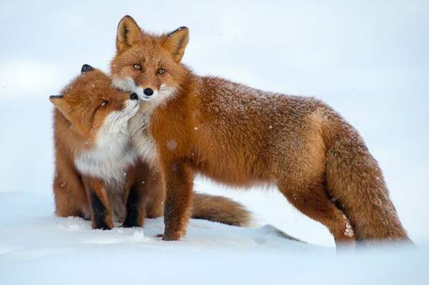 фотографии, природа, животные, national geographic