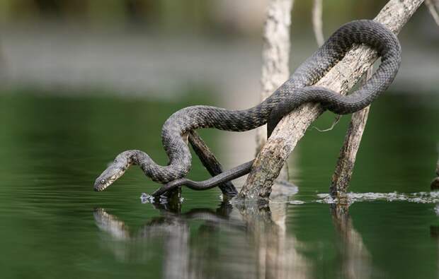 Водяной уж (Natrix tessellata)