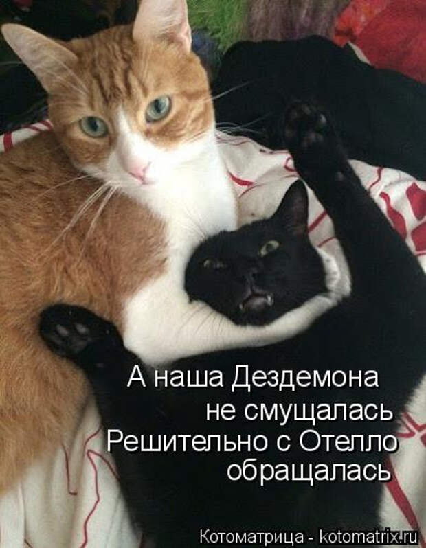 kotomatritsa_C (395x509, 120Kb)