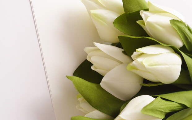 букет, белые, тюльпаны, цветы