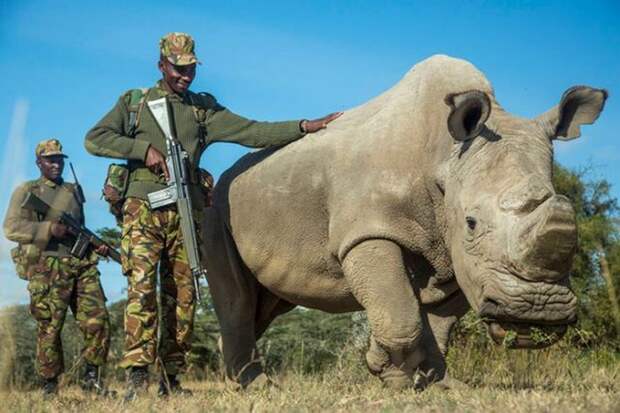 Последнего в мире самца северного белого носорога усыпили