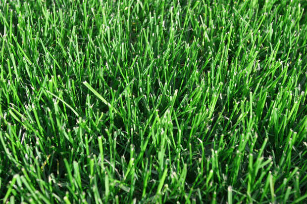 Идеальный газон можно получить только с гербицидом
