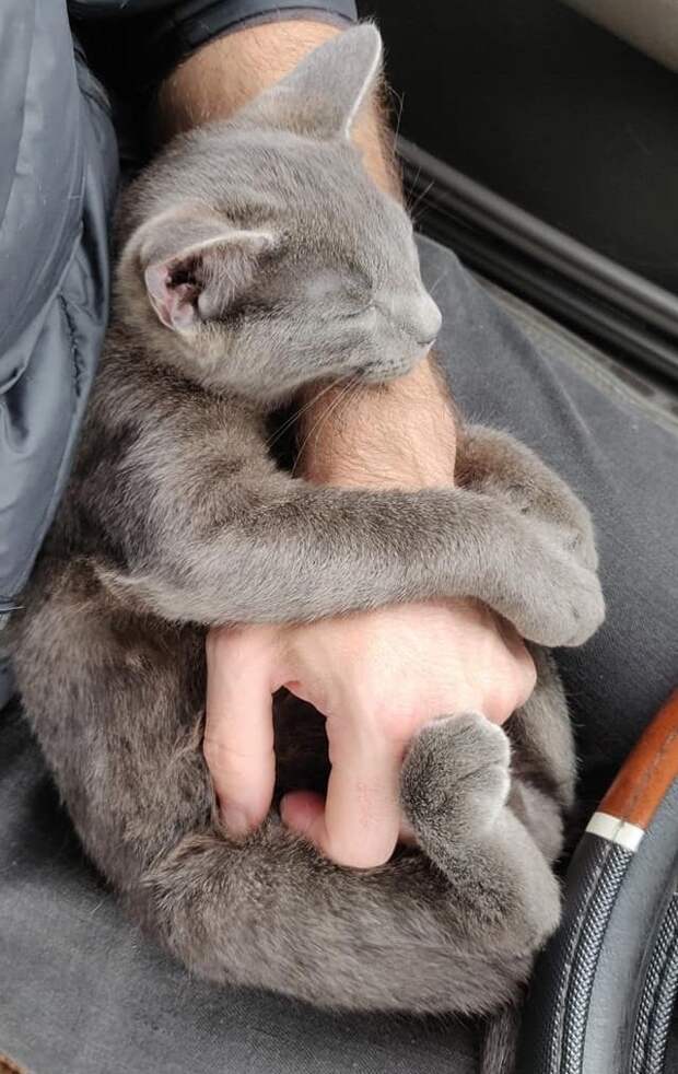 спасение бездомного котенка котенок на руках