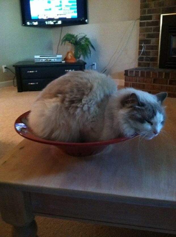 Милые и забавные животные