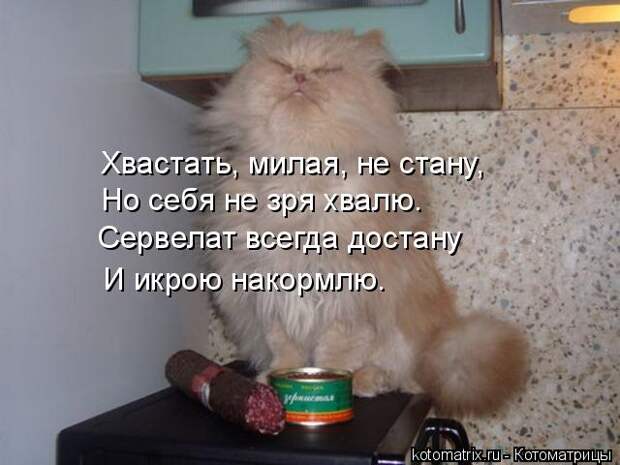 Котоматрица: Хвастать, милая, не стану, Но себя не зря хвалю. Сервелат всегда достану И икрою накормлю.