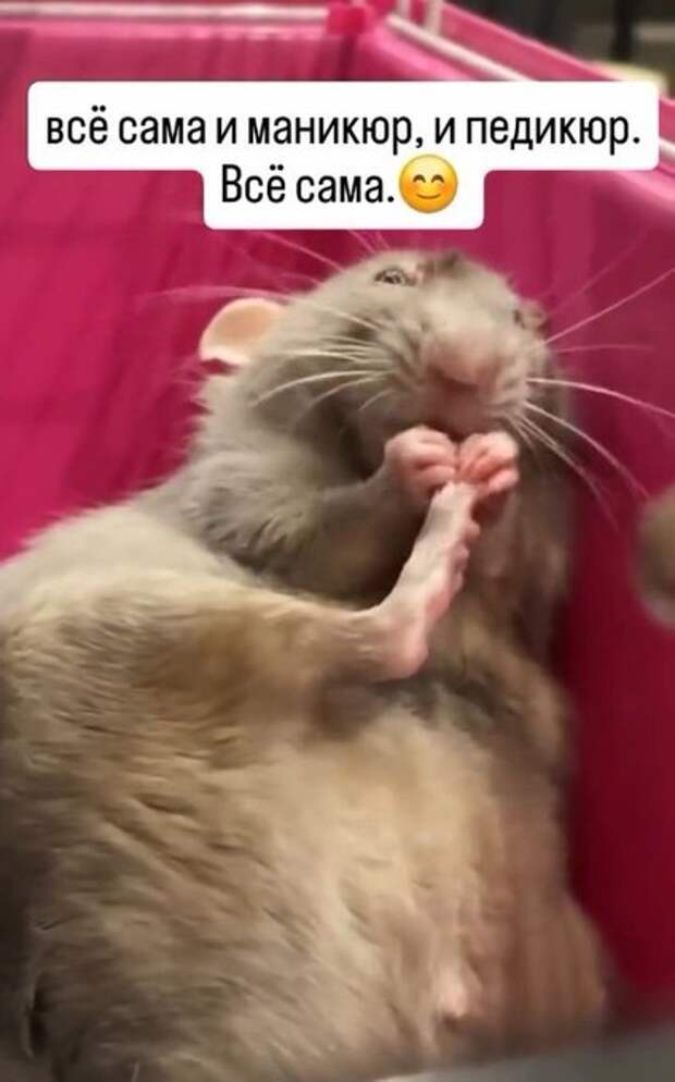 Муж бросил пить - наша собака осталась без собеседника!